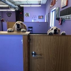 4 Paws Grooming