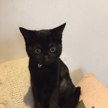 Pounce Cat Cafe - Cute little kitty!! - Pet Adoption Near Me - Charleston, South Carolina Pounce Cat Cafe - Cute little kitty!! - Pet Adoption Near Me - Charleston, South Carolina