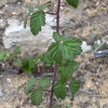 Wilder Ranch State Park - Blackberry bushes - Parks Near Me - Santa Cruz, California Wilder Ranch State Park - Blackberry bushes - Parks Near Me - Santa Cruz, California