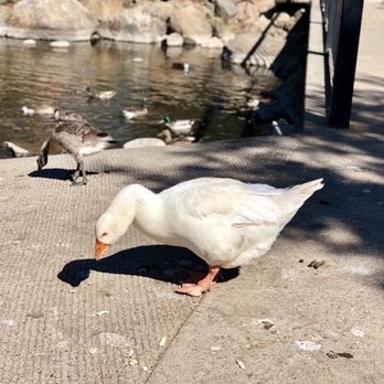 Howarth Park - 06/19/2020: That is one huge goose! - Parks Near Me - Santa Rosa, California