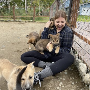 Alaskan Husky Adventures - Worth every penny - Sledding Near Me - Willow, Alaska