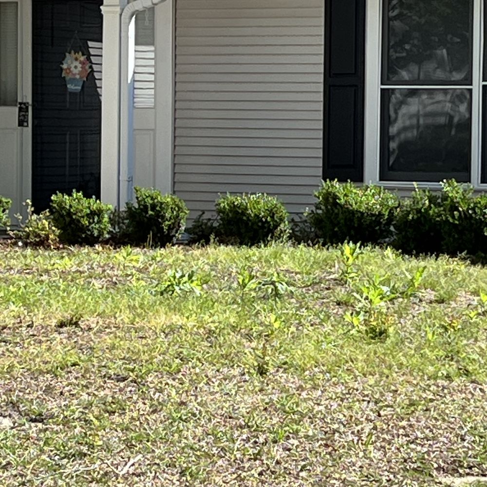 Neighbor's yard.