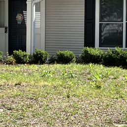 Neighbor's yard.