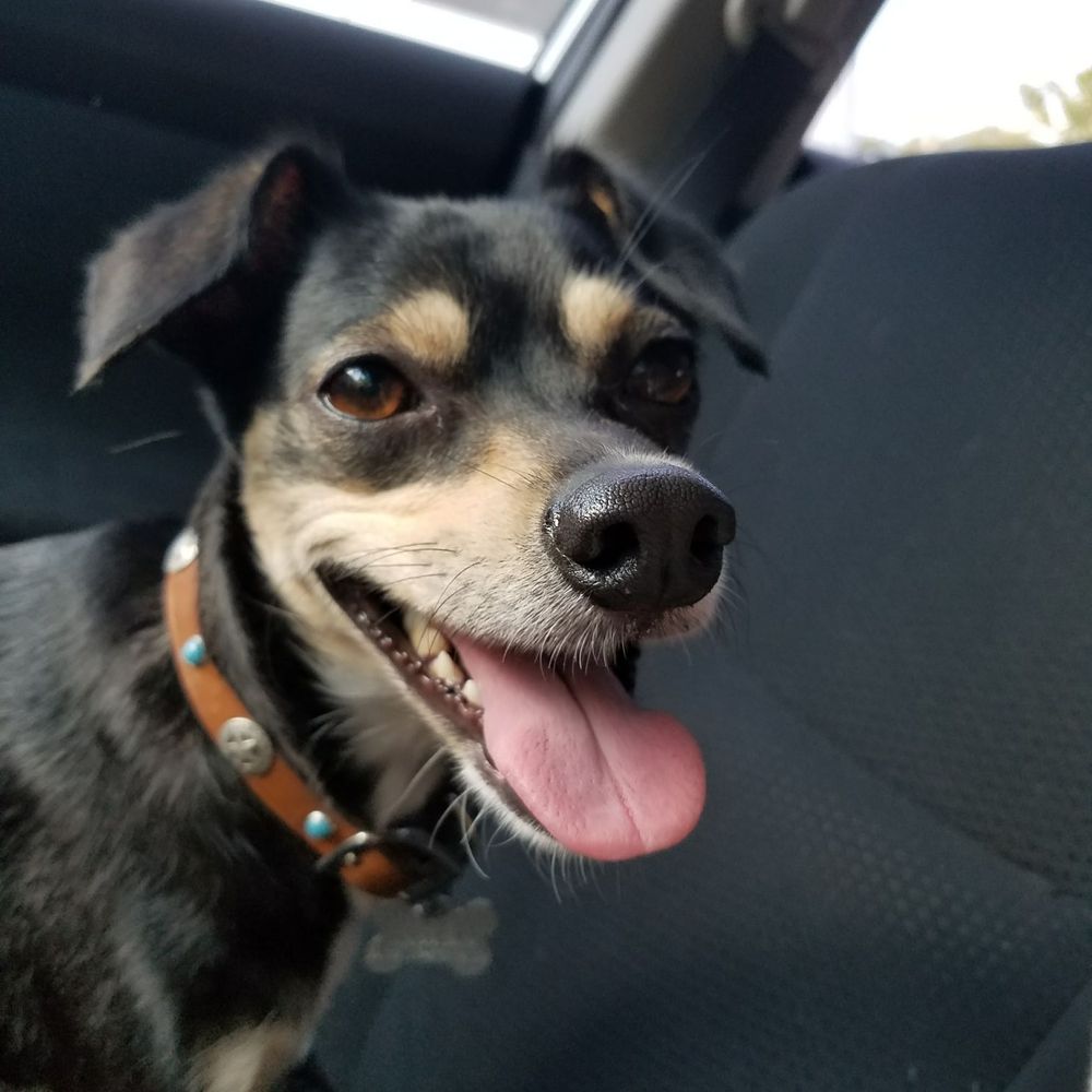 Purple Dog Grooming - In good spirits after her grooming - Pet Groomers Near Me - Tyler, Texas