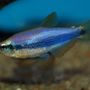 Lucys Tropical Fish By the River