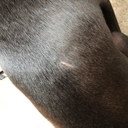Cut on his back after one night staying here Cut on his back after one night staying here