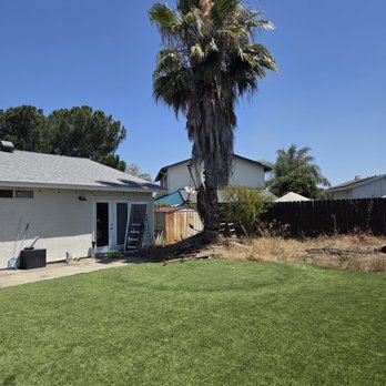 The Treekeeper - African Palm - Tree Services Near Me