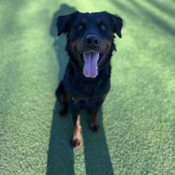 PetSuites Roswell - Pet Groomers Near Me - Roswell, Georgia PetSuites Roswell - Pet Groomers Near Me - Roswell, Georgia