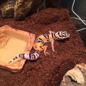 DFW Reptarium - Absolutely love our newest addition! I would definitely recommend this place for all of your reptile needs! - Pet Stores Near Me - Plano, Texas DFW Reptarium - Absolutely love our newest addition! I would definitely recommend this place for all of your reptile needs! - Pet Stores Near Me - Plano, Texas