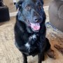 Photo of Anna The Dog Trainer