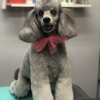 Casa De Pets - Pet grooming - Pet Groomers Near Me - Grand Junction, Colorado Casa De Pets - Pet grooming - Pet Groomers Near Me - Grand Junction, Colorado