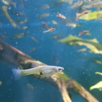 Belle Isle Aquarium - (",) - Aquariums Near Me - Detroit, Michigan Belle Isle Aquarium - (",) - Aquariums Near Me - Detroit, Michigan
