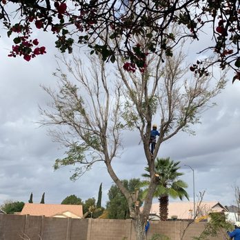 Arbor Care Tree Service - 27 year old Jacaranda, poof! Gone! - Tree Services Near Me