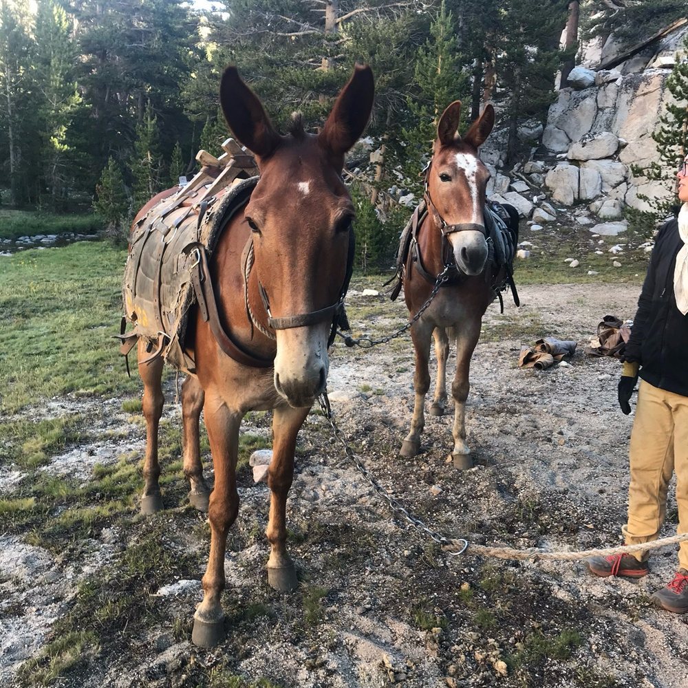 Riding Wild - Community Service/Non-Profit Near Me Riding Wild - Community Service/Non-Profit Near Me