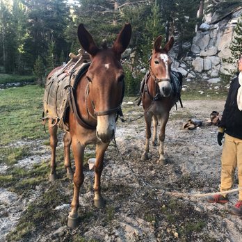 Riding Wild - Community Service/Non-Profit Near Me