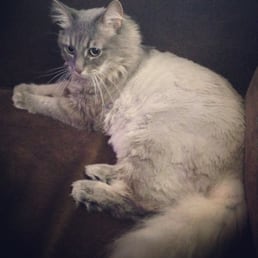 Thanks Rody for taking such good care of my furry bundle of joy and giving her an axing summer haircut!