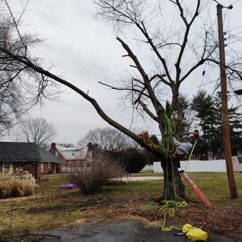 Fireline Tree Service - Tree Services Near Me Fireline Tree Service - Tree Services Near Me