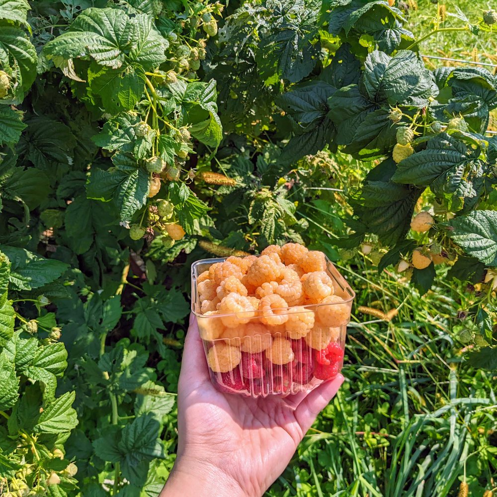 Donaldson Farms - a person's hand holding a container of food - Fruits & Veggies Near Me - Hackettstown, New Jersey