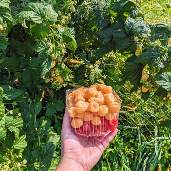 Donaldson Farms - a person's hand holding a container of food - Fruits & Veggies Near Me - Hackettstown, New Jersey Donaldson Farms - a person's hand holding a container of food - Fruits & Veggies Near Me - Hackettstown, New Jersey