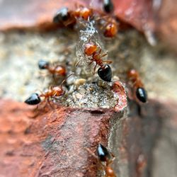 Impact Pest Services - Acrobat Ants