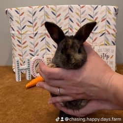 Chasing Happy Days Farm - New Kits