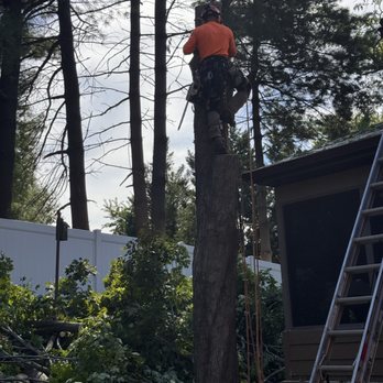 Secure Arbor - Tree removal over the roof - Tree Services Near Me Secure Arbor - Tree removal over the roof - Tree Services Near Me