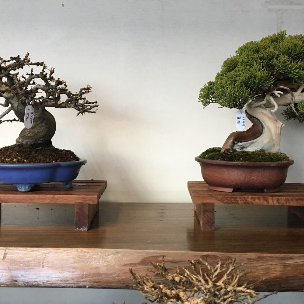 大嶋蘭の盆栽鉢