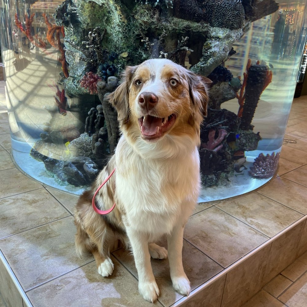 Stand Proud Dog Training - Training at Scheels - Pet Training Near Me - Reno, Nevada Stand Proud Dog Training - Training at Scheels - Pet Training Near Me - Reno, Nevada