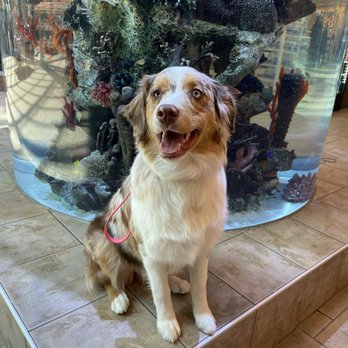 Stand Proud Dog Training - Training at Scheels - Pet Training Near Me - Reno, Nevada