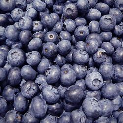 Wilinda Blueberry Patch