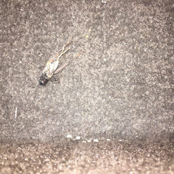 Primm Valley Resort - The Big Bug" - Hotels Near Me - Primm, Nevada