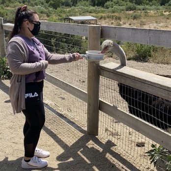 Ostrichland USA - Feeding an ostrich! - Attraction Farms Near Me - Solvang, California Ostrichland USA - Feeding an ostrich! - Attraction Farms Near Me - Solvang, California