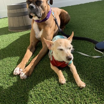 Green Forever - Orren came by to explained and answered all our questions. Price was good. Most importantly my dogs love it! Thank you. - Landscaping Near Me - Hesperia, California