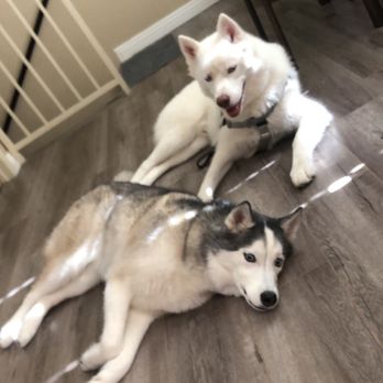 Pawfectpups Board and Train - Pax and kira - Pet Training Near Me Pawfectpups Board and Train - Pax and kira - Pet Training Near Me