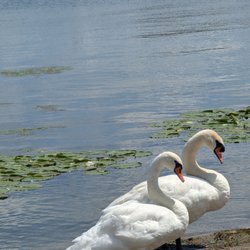 Dee's Place - Have a seat out back by the water and enjoy your food or ice cream while watching the swans and boats.