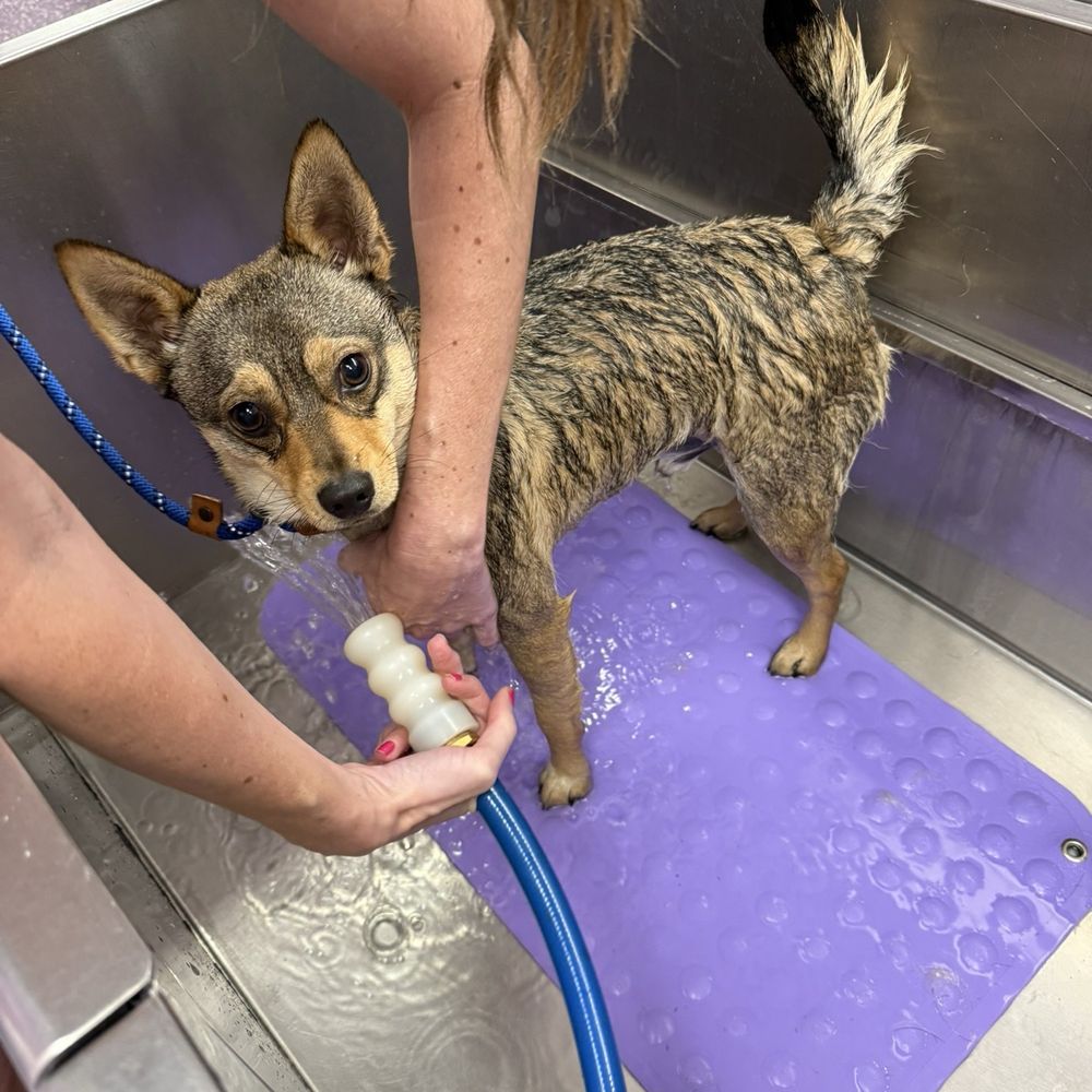 Wag N' Wash Natural Pet Food & Grooming - Dog wash - Pet Groomers Near Me - Eagan, Minnesota Wag N' Wash Natural Pet Food & Grooming - Dog wash - Pet Groomers Near Me - Eagan, Minnesota