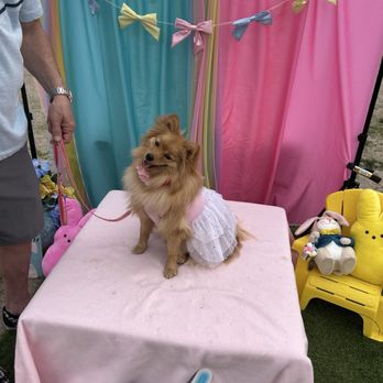 Pixie Sticks Dog Boutique - It's Easter - A small dog, dressed in a white dress with pink accents, is sitting on a pink table covered with a cloth. The background features pastel-colored curtains in blue, pink, and yellow, decorated with a string of bows. Plush toys, including a bunny and a yellow character, are placed on a yellow bench to the right. An individual holding the dog's leash is partially visible on the left side of the image. The setting appears to be a decorated area for pet photos or a celebration. - Pet Groomers Near Me - Gilbert, Arizona