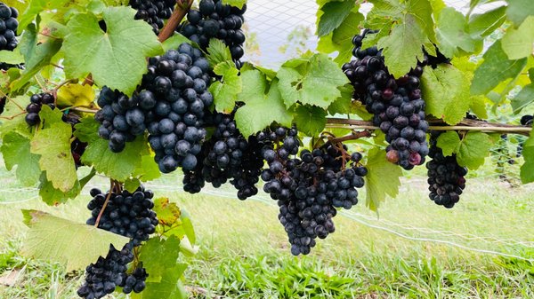 Chateau Grand Traverse by null