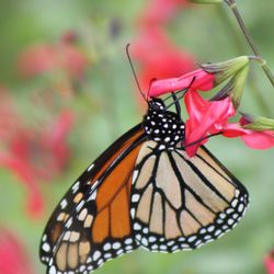 Vivero Growers Nursery - Monarch butterfly and red Salvia bloom