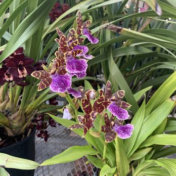 The Flower Fields - Venues & Event Spaces Near Me - Carlsbad, California The Flower Fields - Venues & Event Spaces Near Me - Carlsbad, California