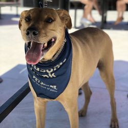 Lucky Dog Bark & Brew Steele Creek