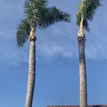 Travers Tree Service - Post trimming photo - Tree Services Near Me - Lomita, California Travers Tree Service - Post trimming photo - Tree Services Near Me - Lomita, California
