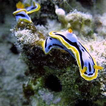 Alegria Dive Resort - Nudibranch - Resorts Near Me - Alegría, CEB Alegria Dive Resort - Nudibranch - Resorts Near Me - Alegría, CEB