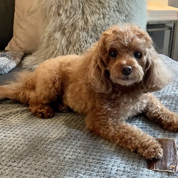 Pawsh - Pet Groomers Near Me Pawsh - Pet Groomers Near Me
