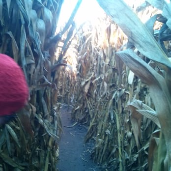 Swan Pumpkin Farm - Corn maze - Pumpkin Patches Near Me - Franksville, Wisconsin