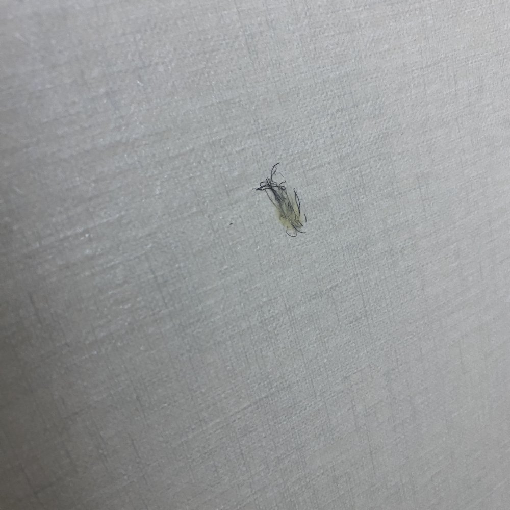 pubes and soap stuck to wall