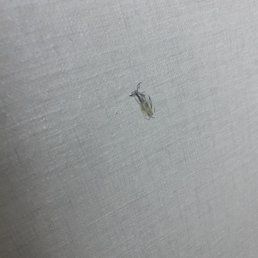 pubes and soap stuck to wall pubes and soap stuck to wall
