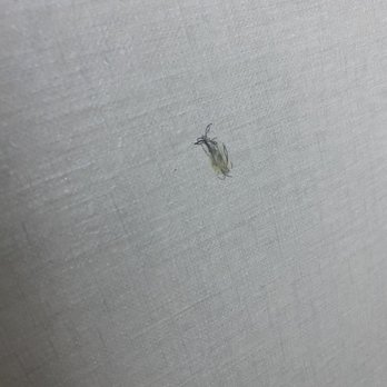 Vanllee Hotel & Suites - pubes and soap stuck to wall - Hotels Near Me - Covina, California