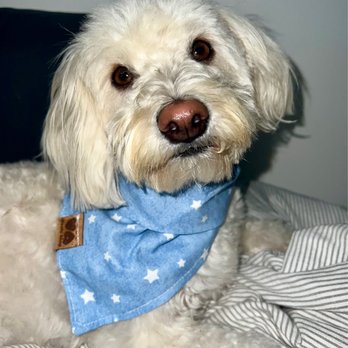 Isela's Pet Grooming - after 2022, i wanted a round face & round snout - Pet Groomers Near Me - Whittier, California Isela's Pet Grooming - after 2022, i wanted a round face & round snout - Pet Groomers Near Me - Whittier, California