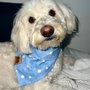 Photo of Isela's Pet Grooming